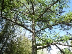 Larix gmelinii japonica