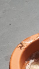 Araneae
