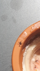 Araneae