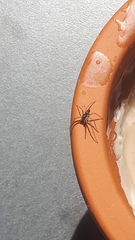 Araneae