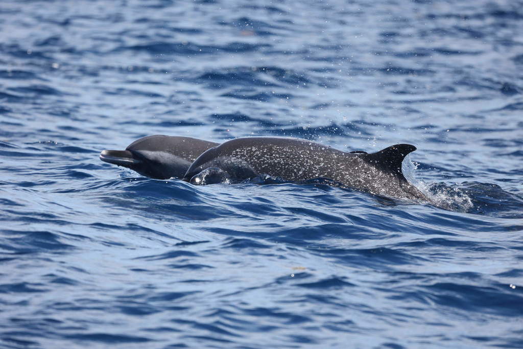 Pantropical spotted dolphins surfacing off Guadeloupe