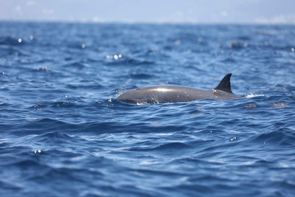 Fraser's dolphin surfacing in blue sea