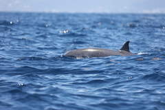 Lagenodelphis hosei