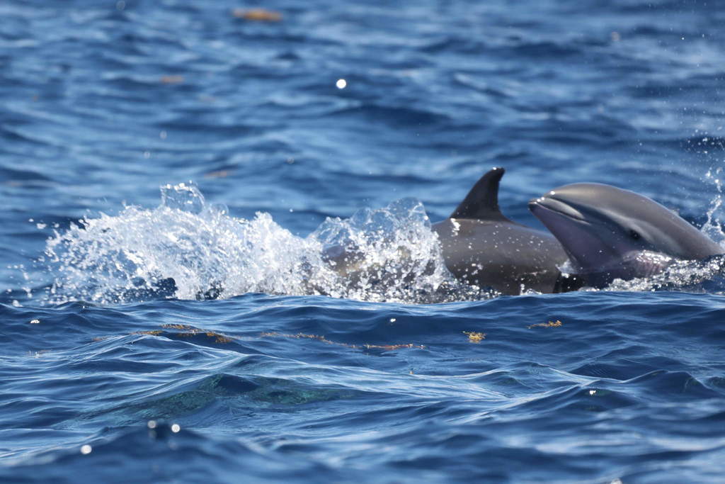 Fraser's dolphins splashing at the surface