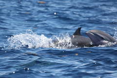 Lagenodelphis hosei