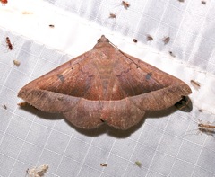 Epidromia rotundata