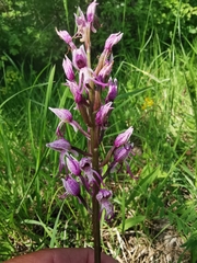 Orchis simia
