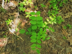 Amorpha ouachitensis