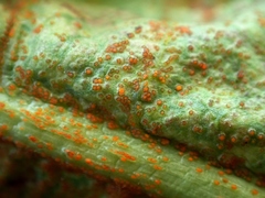 Synchytrium taraxaci