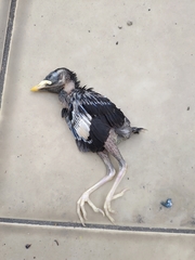 Acridotheres javanicus