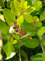Apis mellifera