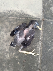 Acridotheres javanicus