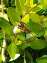 Apis mellifera