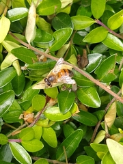 Apis mellifera