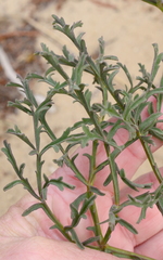 Pelargonium multiradiatum
