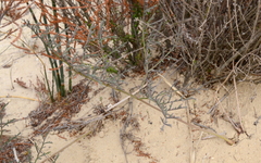 Pelargonium multiradiatum