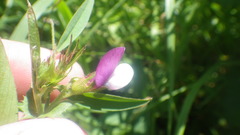 Vicia bithynica
