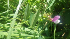 Vicia bithynica