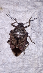 Podisus serieventris