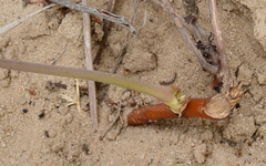 Pelargonium multiradiatum