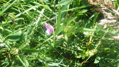 Vicia bithynica