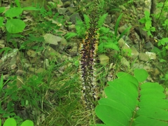 Amorpha ouachitensis