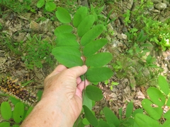 Amorpha ouachitensis