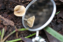 Clitocybe semiocculta
