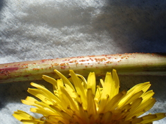 Synchytrium taraxaci