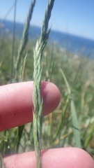 Festuca rubra juncea