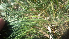 Festuca rubra juncea