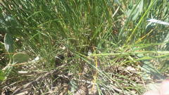Festuca rubra juncea
