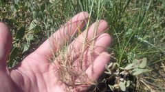 Festuca rubra juncea