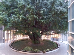 Ficus microcarpa