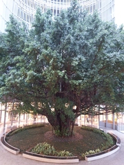 Ficus microcarpa