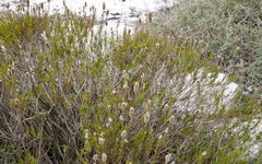 Microdon capitatus