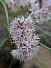 Allium macrum