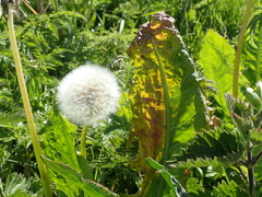 Synchytrium taraxaci