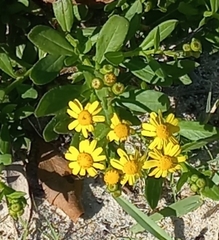 Senecio litorosus