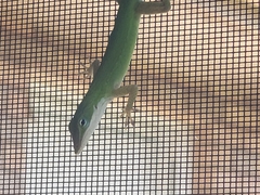 Anolis carolinensis