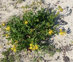 Senecio litorosus