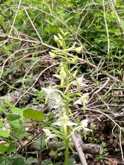 Platanthera chlorantha