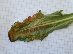 Synchytrium taraxaci