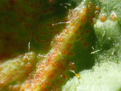 Synchytrium taraxaci