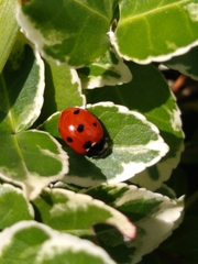 Coccinella septempunctata