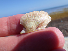 Pteria colymbus