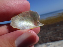 Pteria colymbus