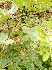 Detarium microcarpum