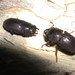 Metallactulus parvulus - Photo (c) lecanorchis, alguns direitos reservados (CC BY-NC)