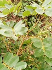 Detarium microcarpum